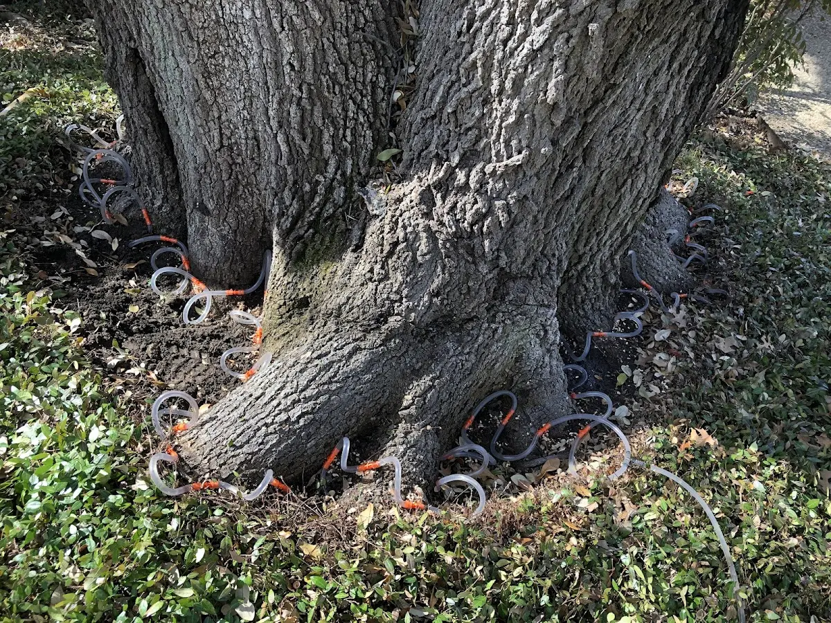 Detailed Tree Cabling and Bracing job site in Pleasant View
