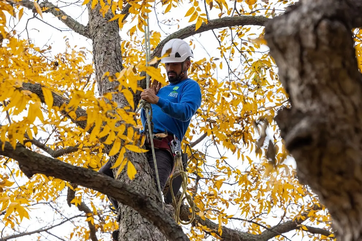 Skilled Tree Trimming crew working in Pleasant View
